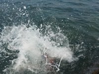 beadnell 035  Cliff jump at Beadnell : beadnell