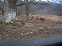 invermaillie 030  more stags : invermaillie