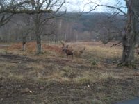 invermaillie 031 : invermaillie