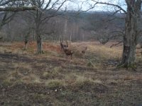 invermaillie 032 : invermaillie