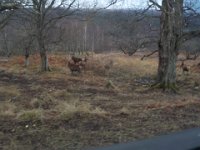 invermaillie 035 : invermaillie