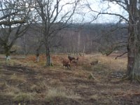 invermaillie 036  all taken from inside the car. : invermaillie