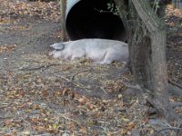 durham trip 039  Oh no, not more tourists, i'll pretend to be asleep.... : durham trip